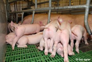 TopAgrar Ferkel Ringelschwanz