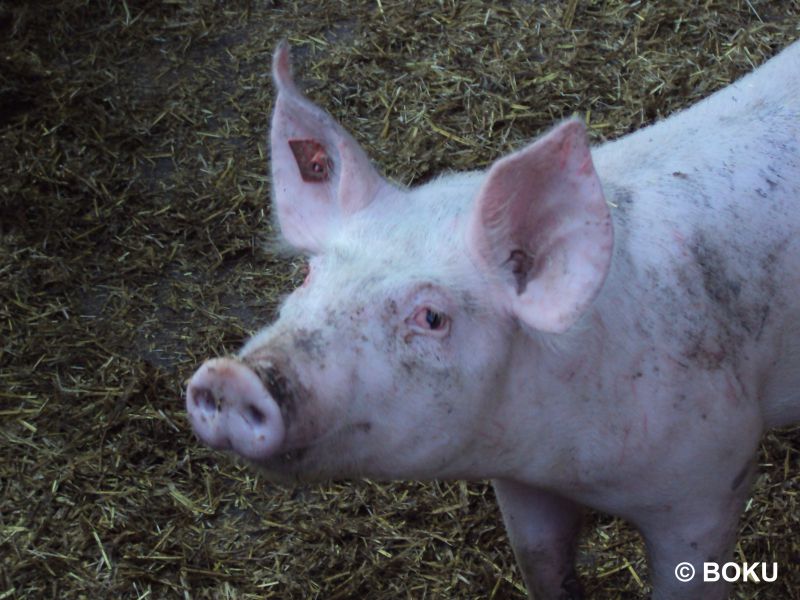 Mastschwein mit geröteten Augen.